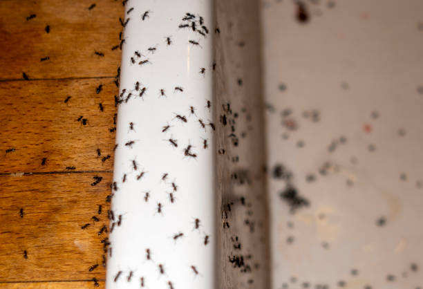Reliable East Franklin, NJ Pest Control Solutions