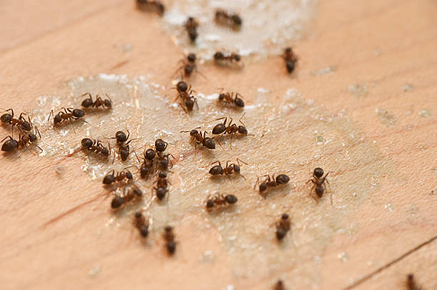 Best Exterminator Services  in East Franklin, NJ