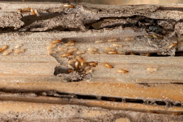 Best Pest Inspection Near Me  in East Franklin, NJ