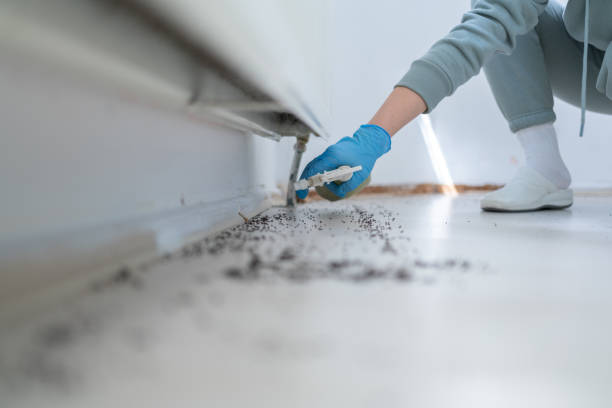 Best Local Pest Control Services  in East Franklin, NJ